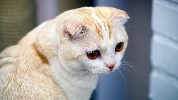 Кошка скоттиш фолд