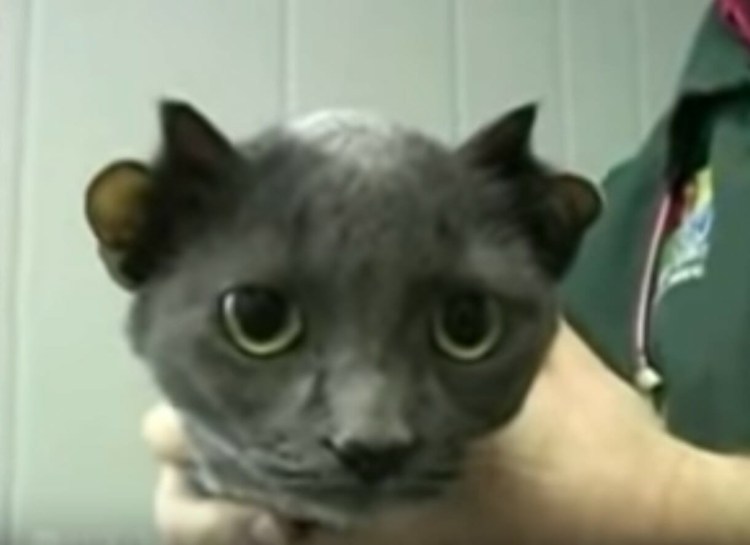 Европейская короткошерстная кошка черная