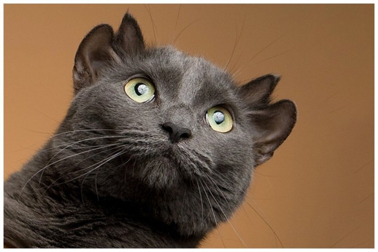 Шотландская вислоухая кошка