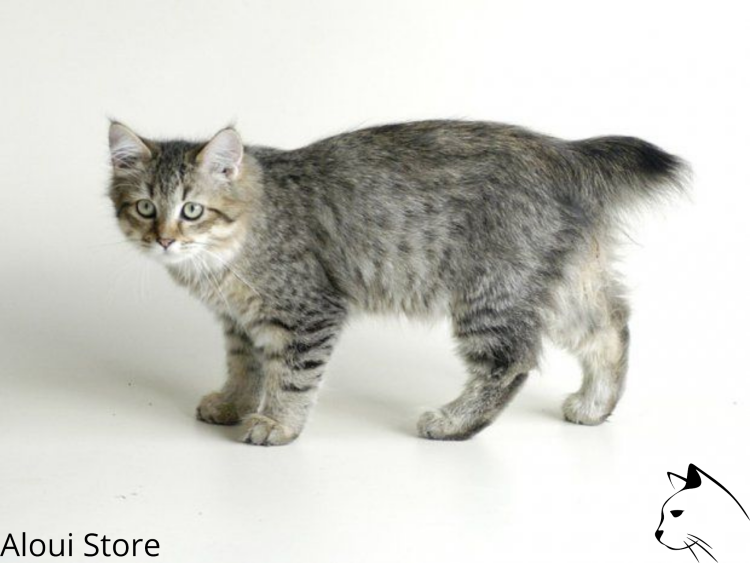 Американский керл котята