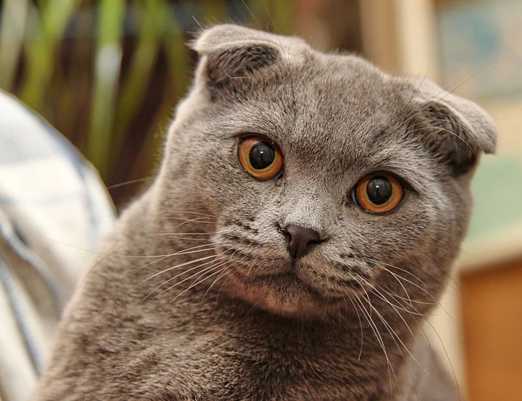 Уши у шотландских вислоухих кошек