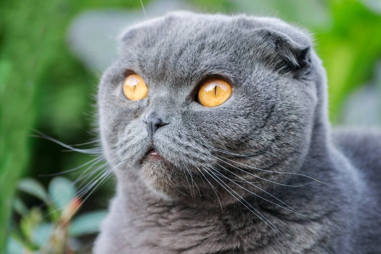 Вислоухая кошка