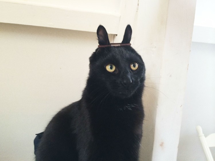 Мэнкс черный