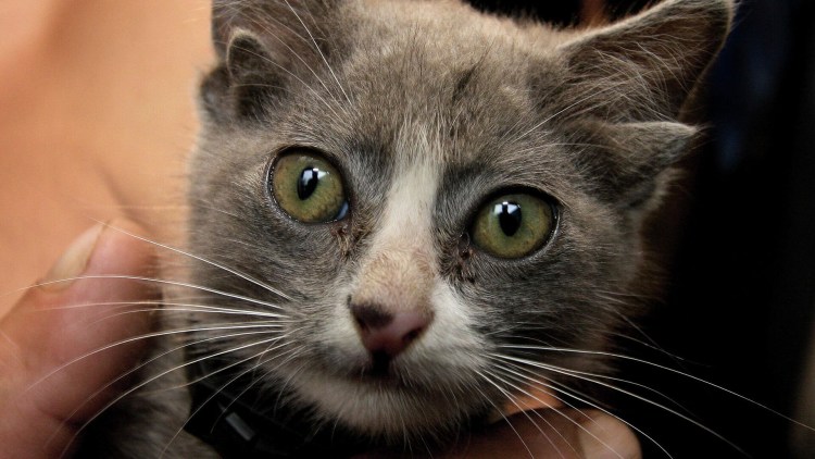 Шотландская вислоухая кошка