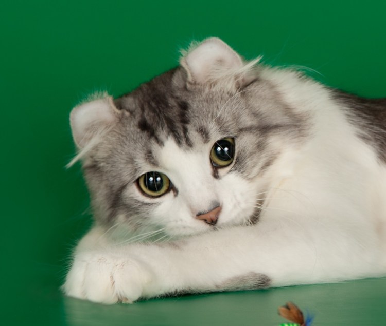 Кошки с купированными ушами