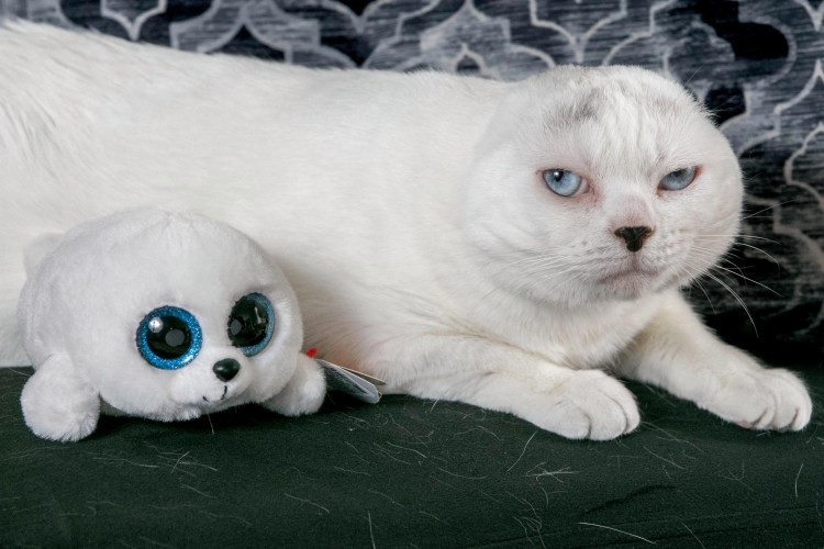 Као мани кошка с голубыми глазами