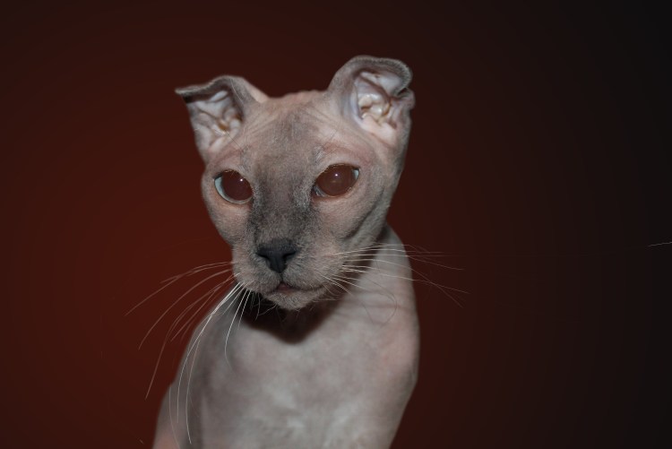 Очень толстый кот