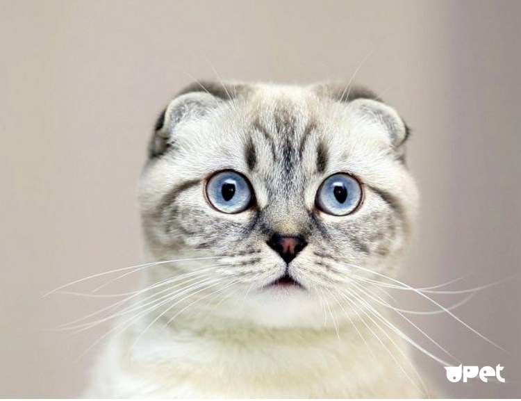 Кошки с прижатыми ушами порода