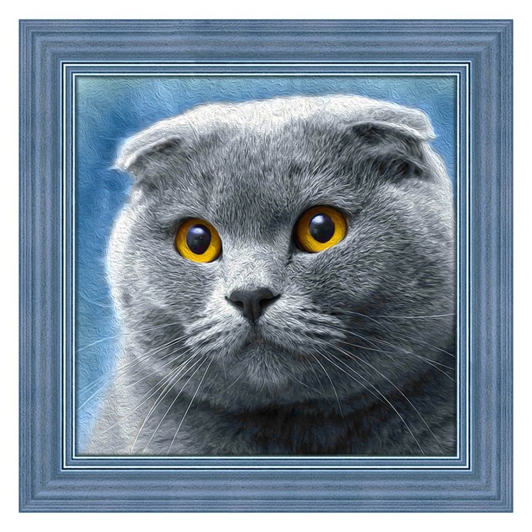 Британская вислоухая кошка