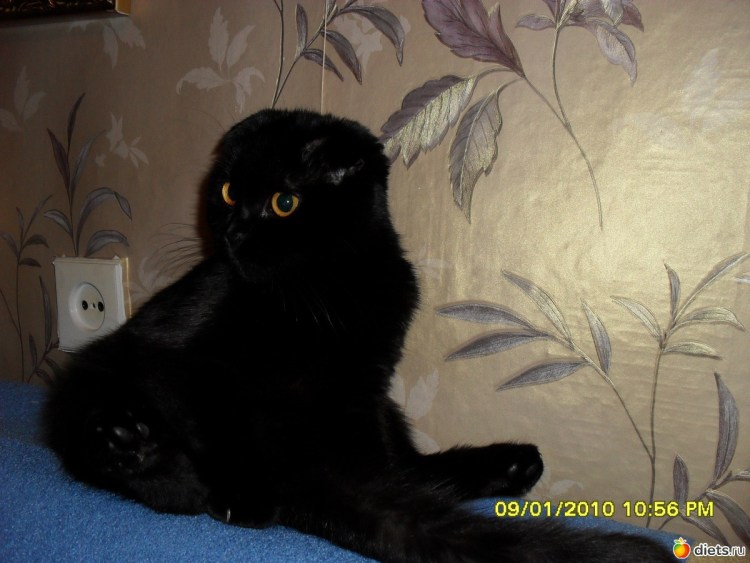 Чёрный кот с маленькими ушами