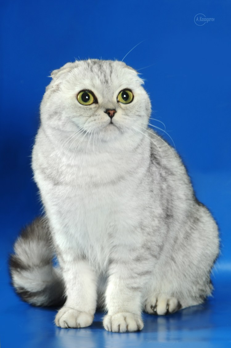 Шотландская вислоухая кошка