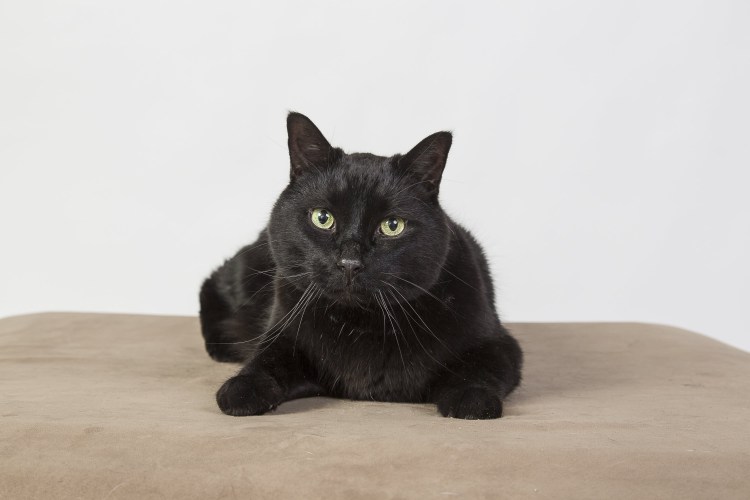 Шотландская вислоухая скоттиш фолд порода