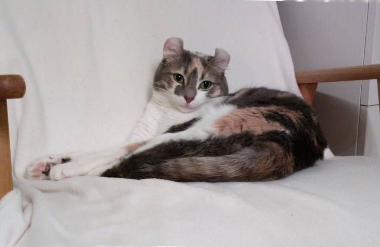 Шотландская вислоухая ошка