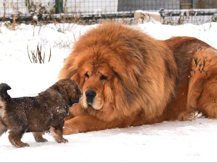 Тибетский мастиф Хонг Донг