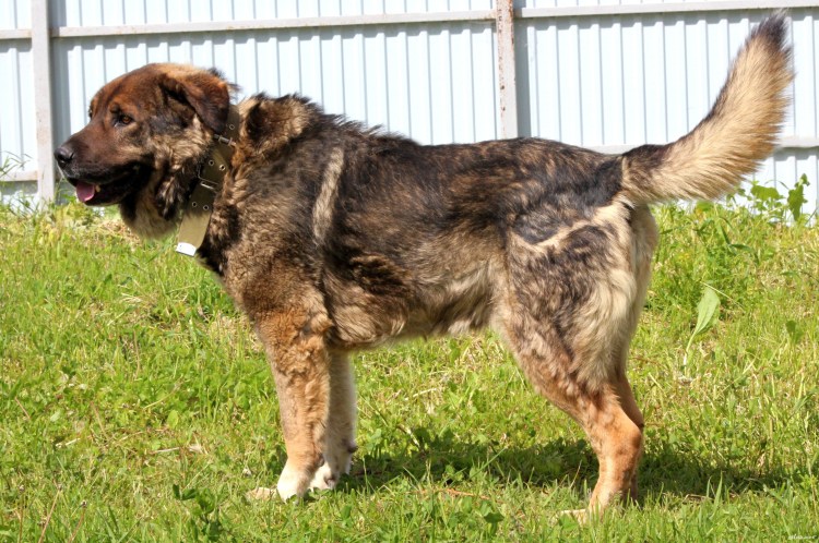 Тибетский мастиф черный