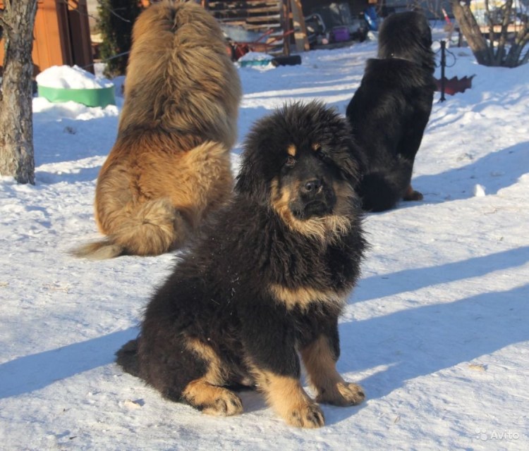 Тибетский мастиф в России