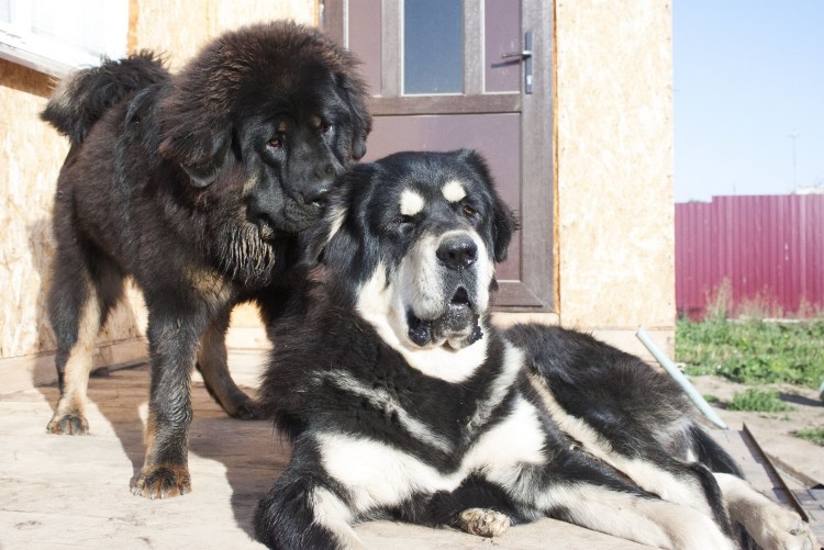 Тибетский мастиф и алабай