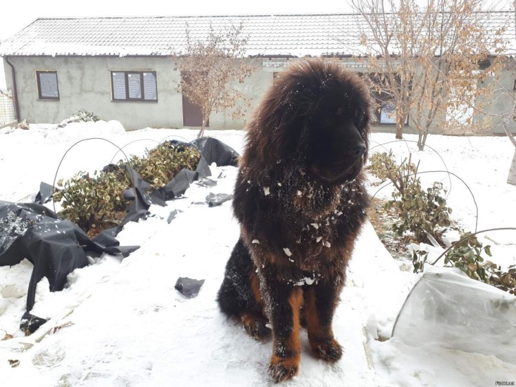 Тибетский мастиф против кавказской овчарки