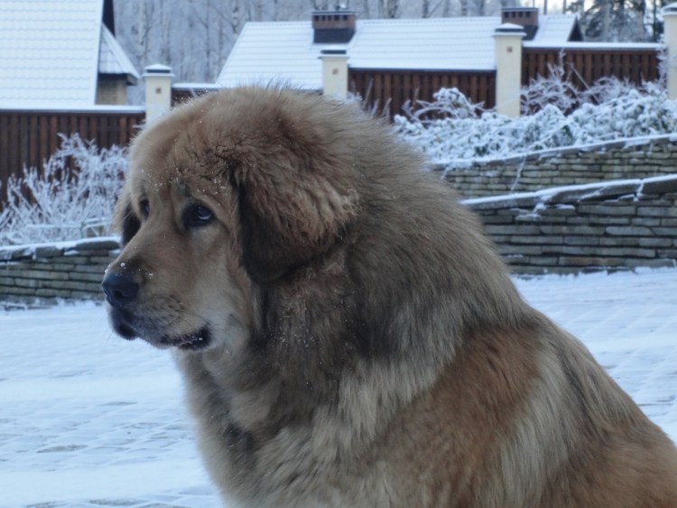 Тибетский мастиф щенок