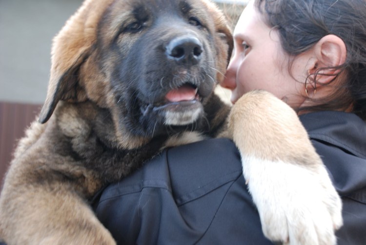 Метис мастифа и алабая