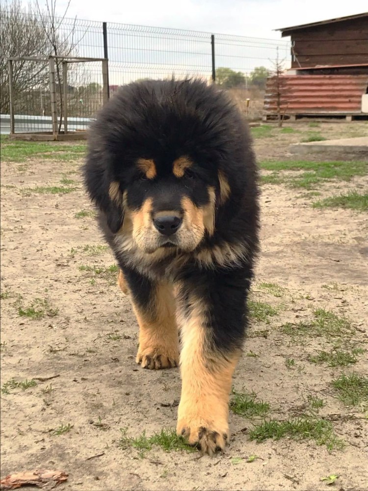 Тибетский мастиф vs Кавказская овчарка