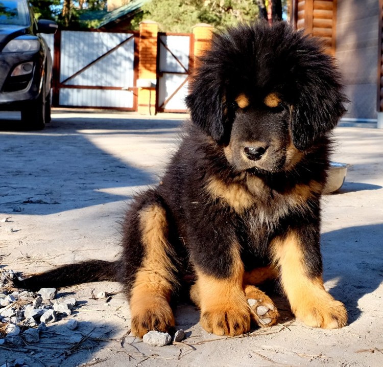 Метис волка и тибетского мастифа