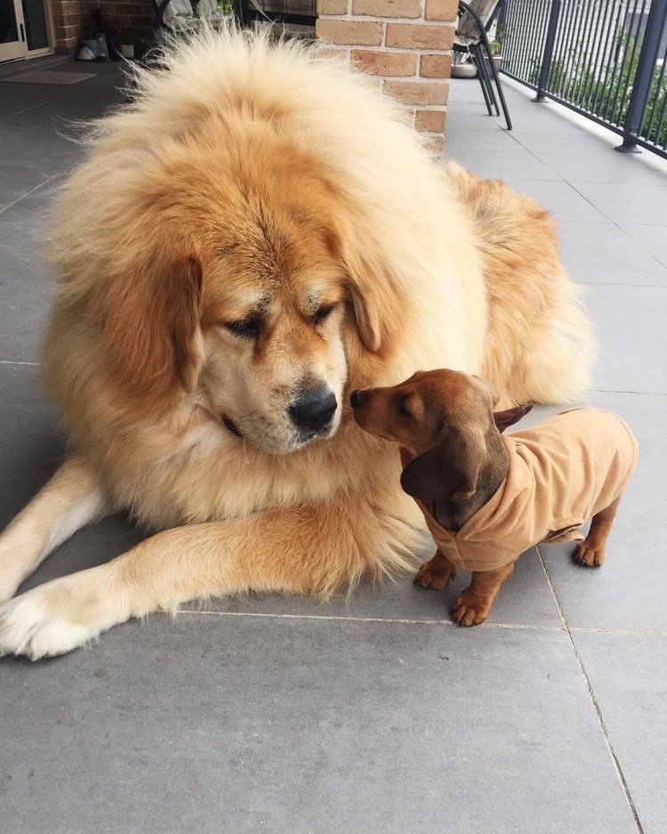 Тибетский мастиф помесь с овчаркой