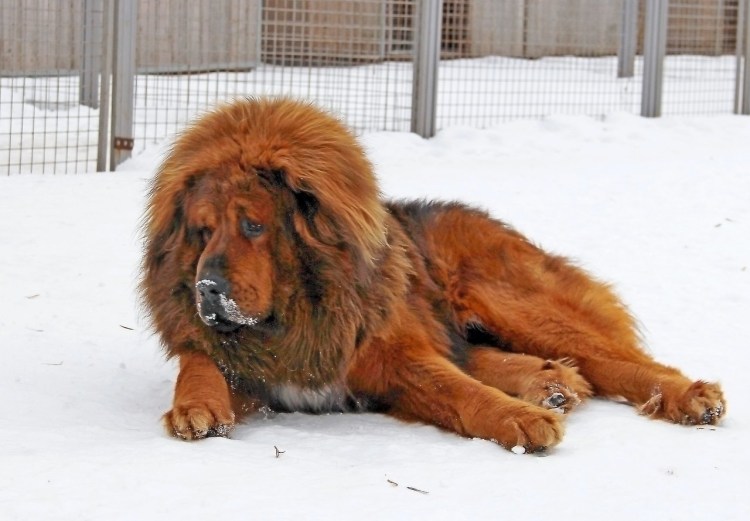 Тибетский мастиф и Кавказская овчарка