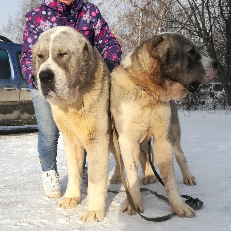 Метис кавказской овчарки и тибетского мастифа