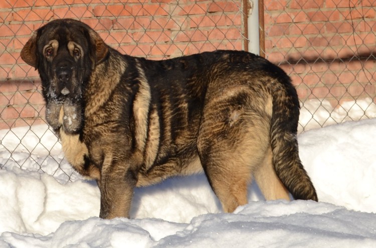 Смесь тибетский мастиф и алабай