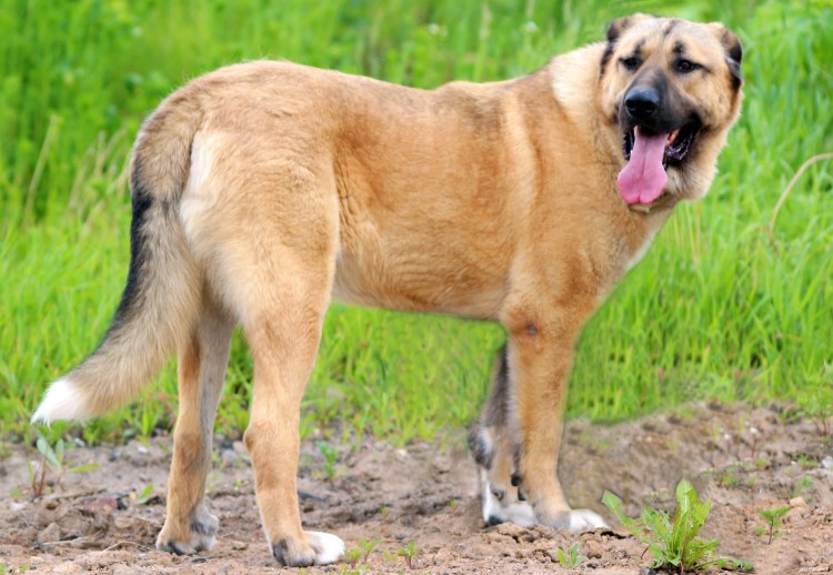 Собака тибетский мастиф