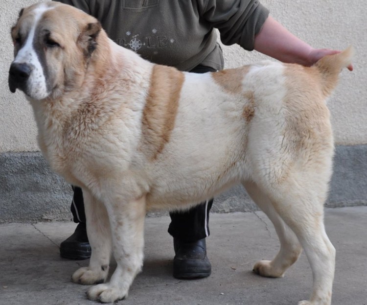 Тибетского алабая