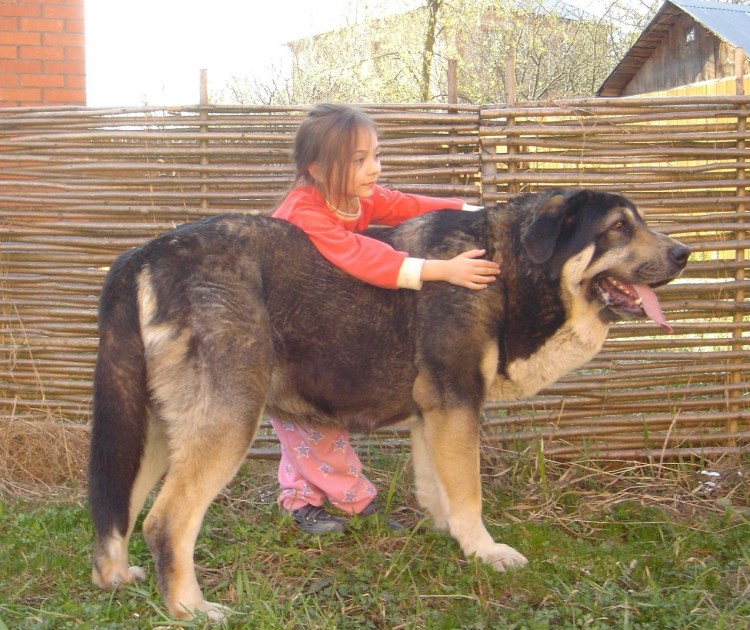 Смесь тибетский мастиф и алабай
