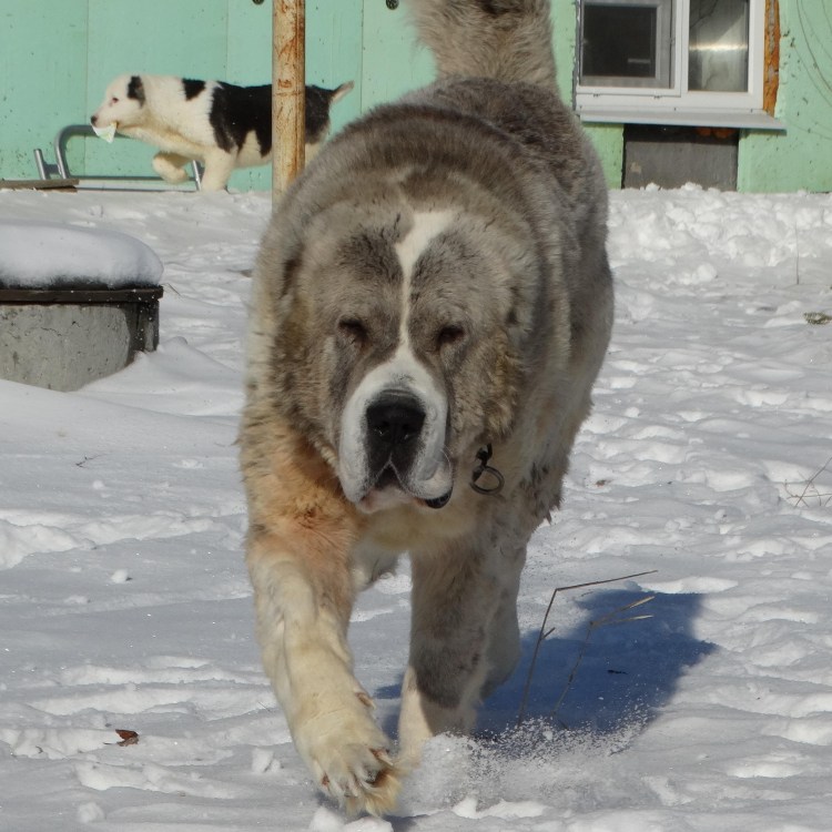 Тибетский мастиф черный