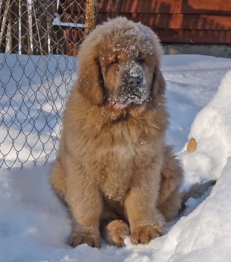 Тибетский мастиф и Сенбернар