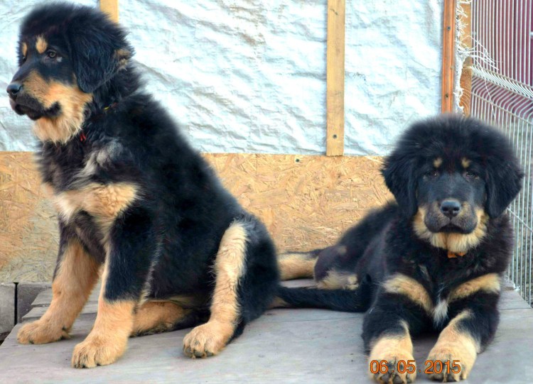 Метис алабай тибетский мастиф