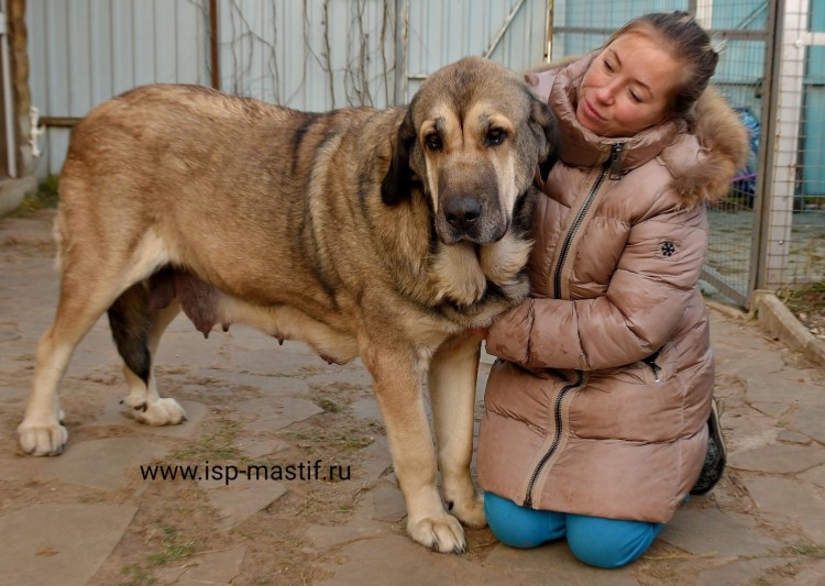 Тибетский мастиф черный