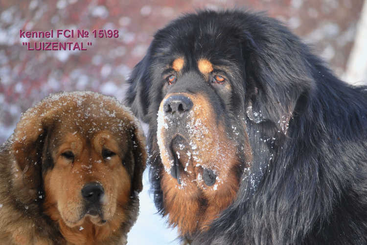 Туркменский алабай кангал