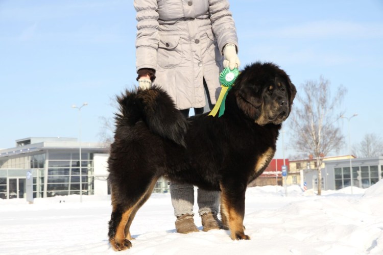 Тибетский мастиф и алабай
