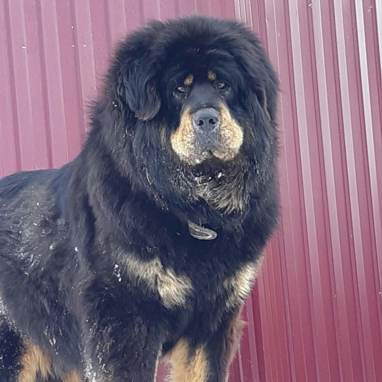 Тибетский мастиф и алабай