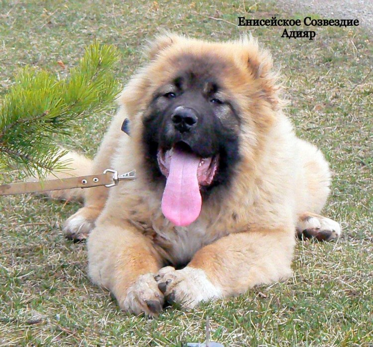 Собаки отец тибетский мастиф мать алабай
