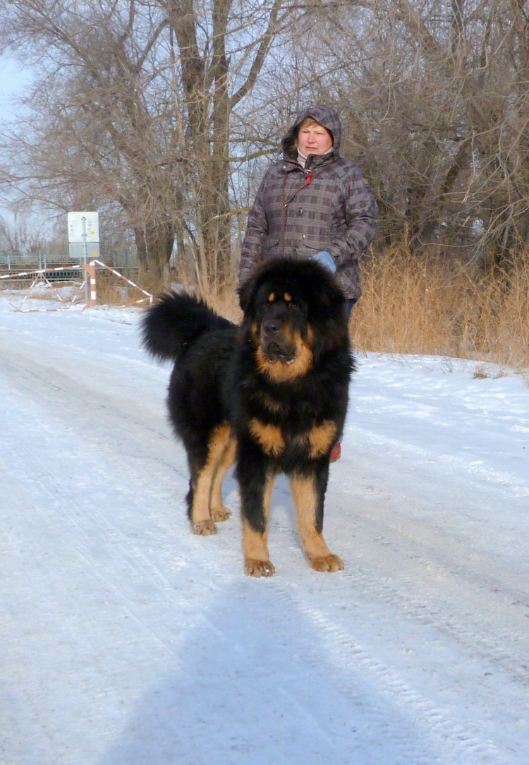 Алабай с мастифом