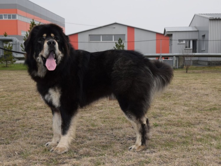 Алабай с лайкой