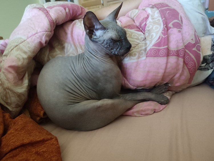 Сфинкс лежит