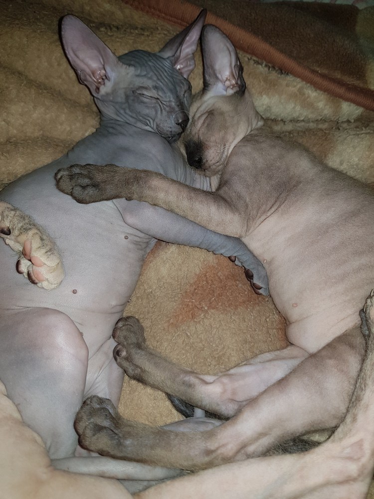 Холодные уши у сфинкса