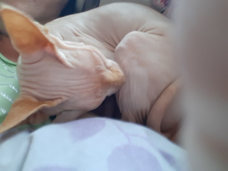 Донской сфинкс ест