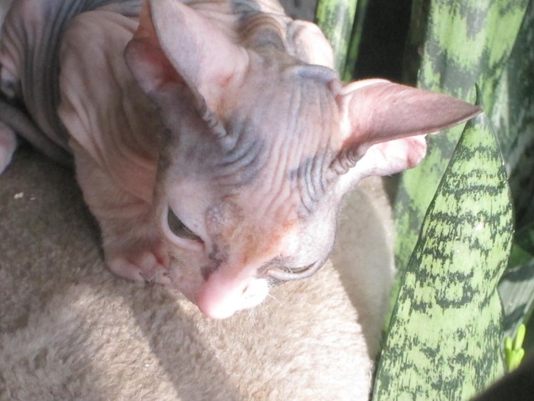 Накаченный сфинкс