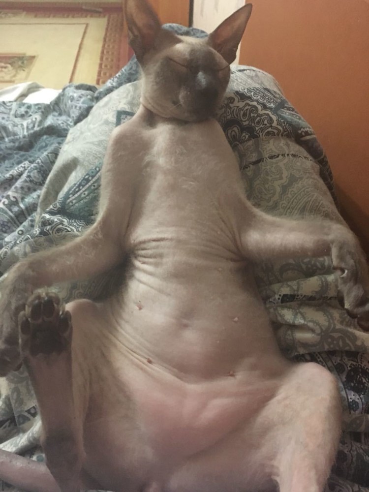 Сфинкс котята кусаются