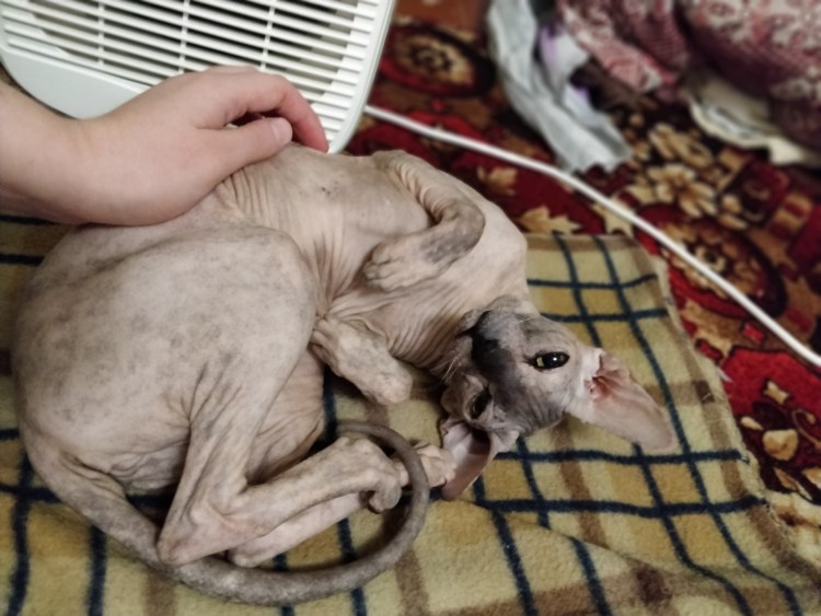 Шоколадный сфинкс