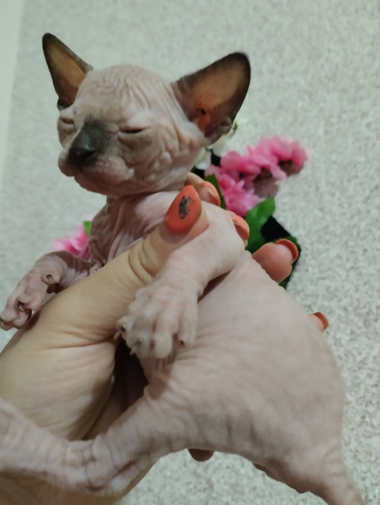 Сфинкс Эль Юлин